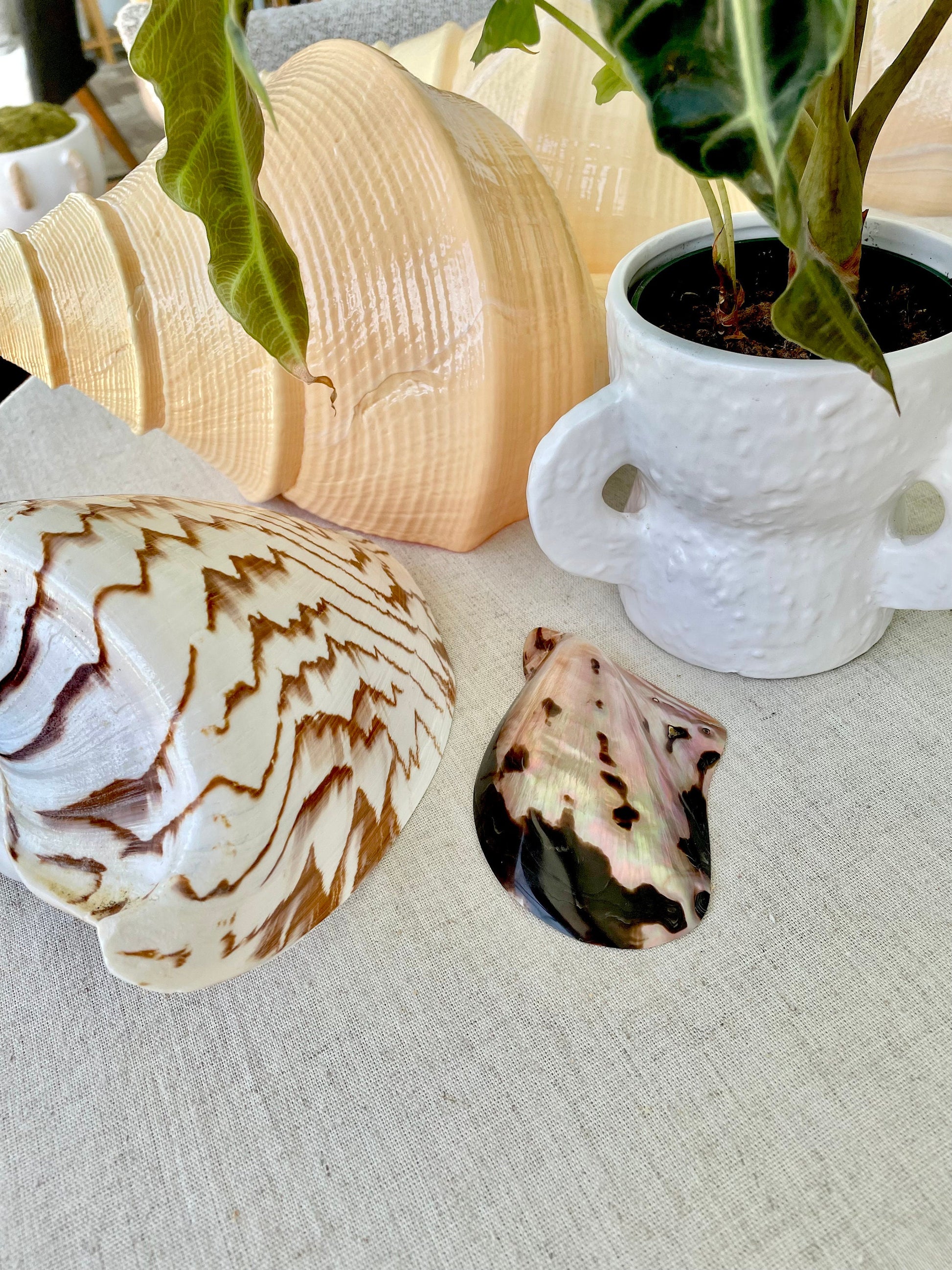 BLACK EDGE MOP Shell 4-5" Brown Lip Mother of Pearl Polished Oyster Half Wing Shaped Seashell Beach Home Décor Coastal Crafts