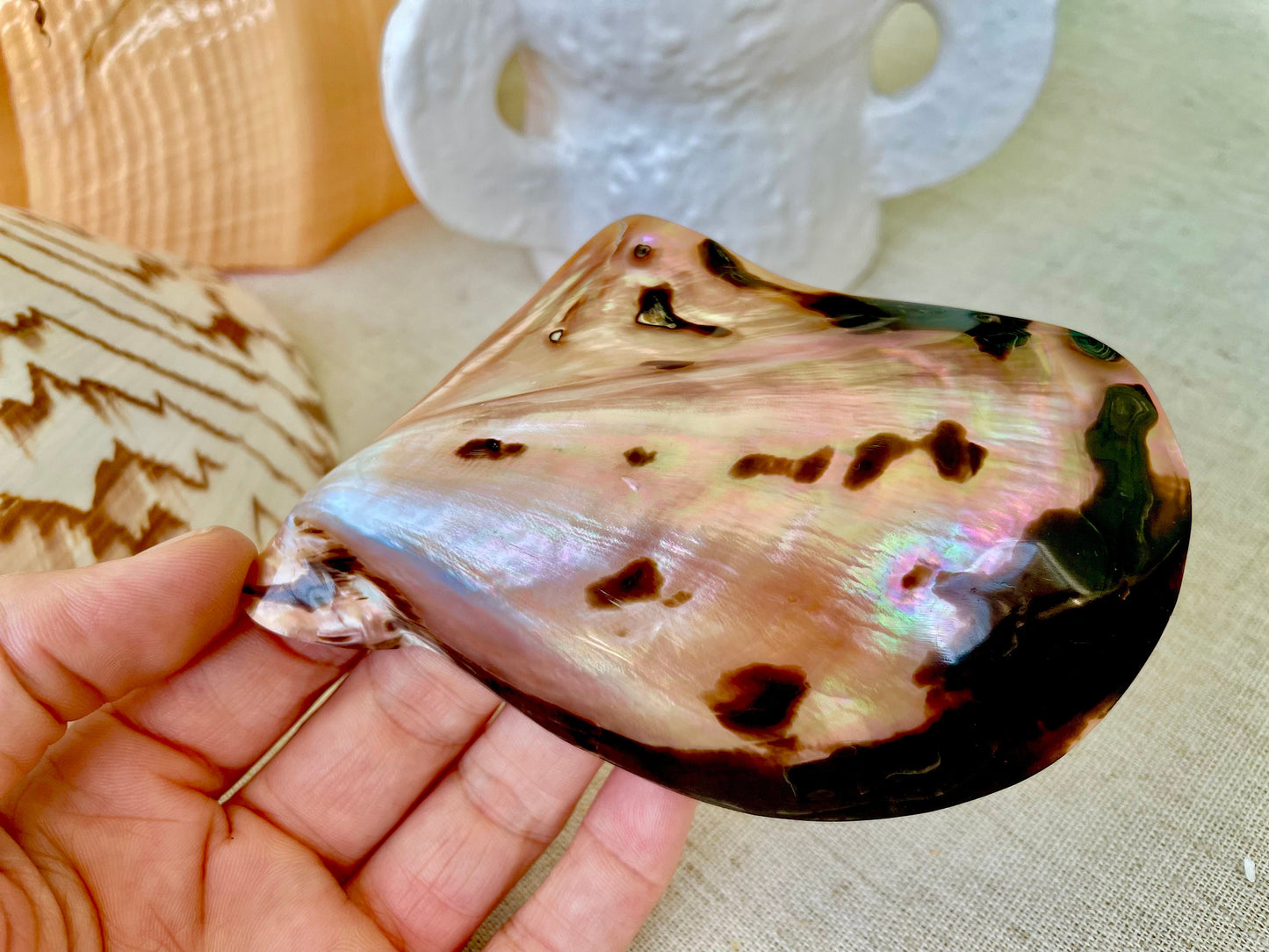 Brown Lip Mother of Pearl Polished Oyster Shell, 4-5" Wing Shaped Craft Seashell