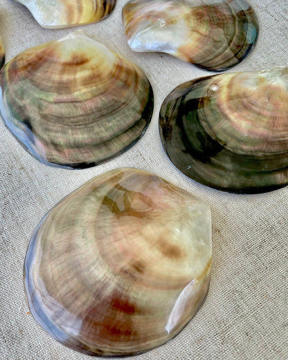 MOTHER OF PEARL Brown Lip Oyster Half Shells *All Sizes* Polished Jewelry Making Supply Craft Seashell