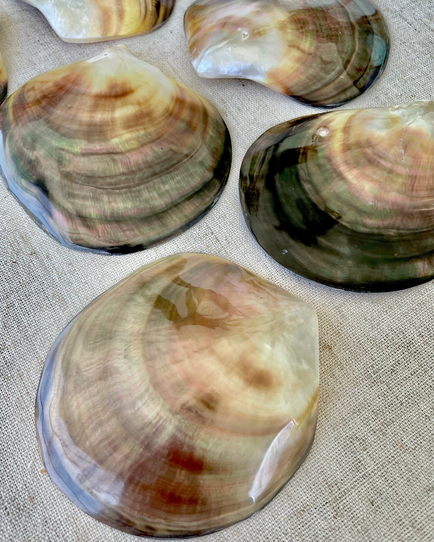 MOTHER OF PEARL Brown Lip Oyster Half Shells *All Sizes* Polished Jewelry Making Supply Craft Seashell