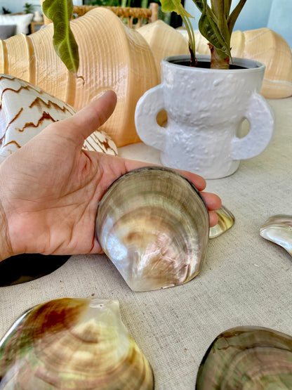 MOTHER OF PEARL Brown Lip Oyster Half Shells *All Sizes* Polished Jewelry Making Supply Craft Seashell