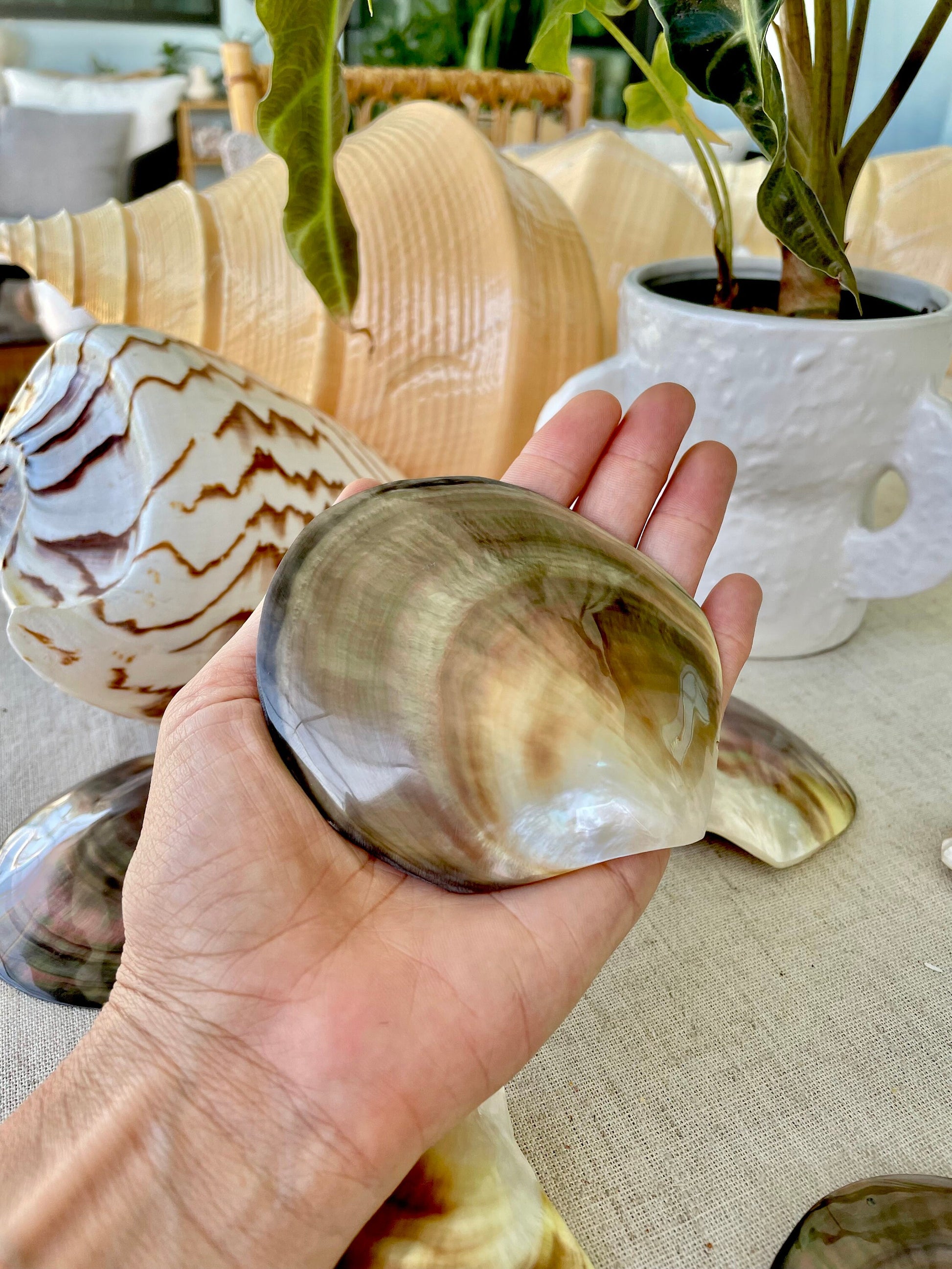 MOTHER OF PEARL Brown Lip Oyster Half Shells *All Sizes* Polished Jewelry Making Supply Craft Seashell