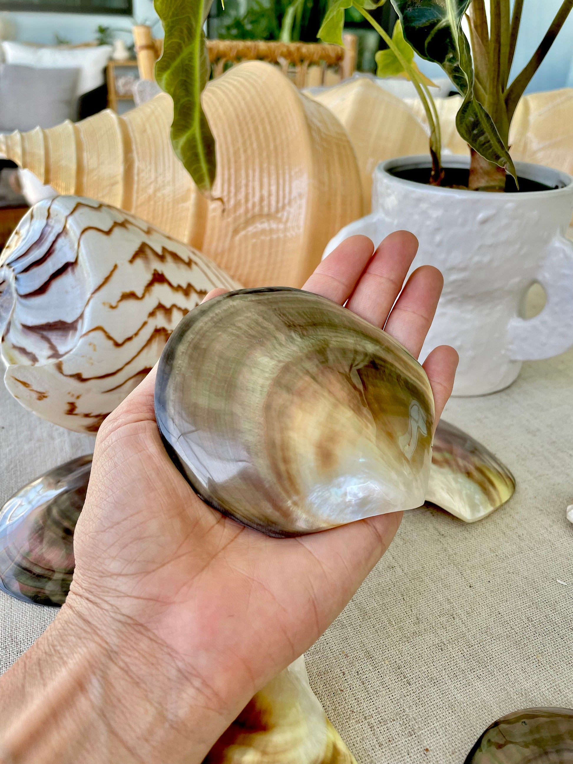 Iridescent Black Lip Mother of Pearl Shell (2-6") * You chose Size* Craft Seashell