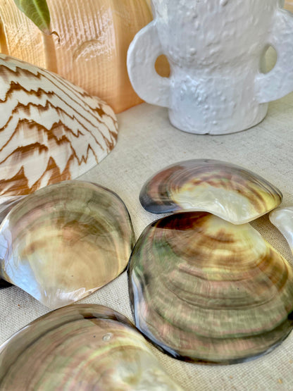 MOTHER OF PEARL Brown Lip Oyster Half Shells *All Sizes* Polished Jewelry Making Supply Craft Seashell