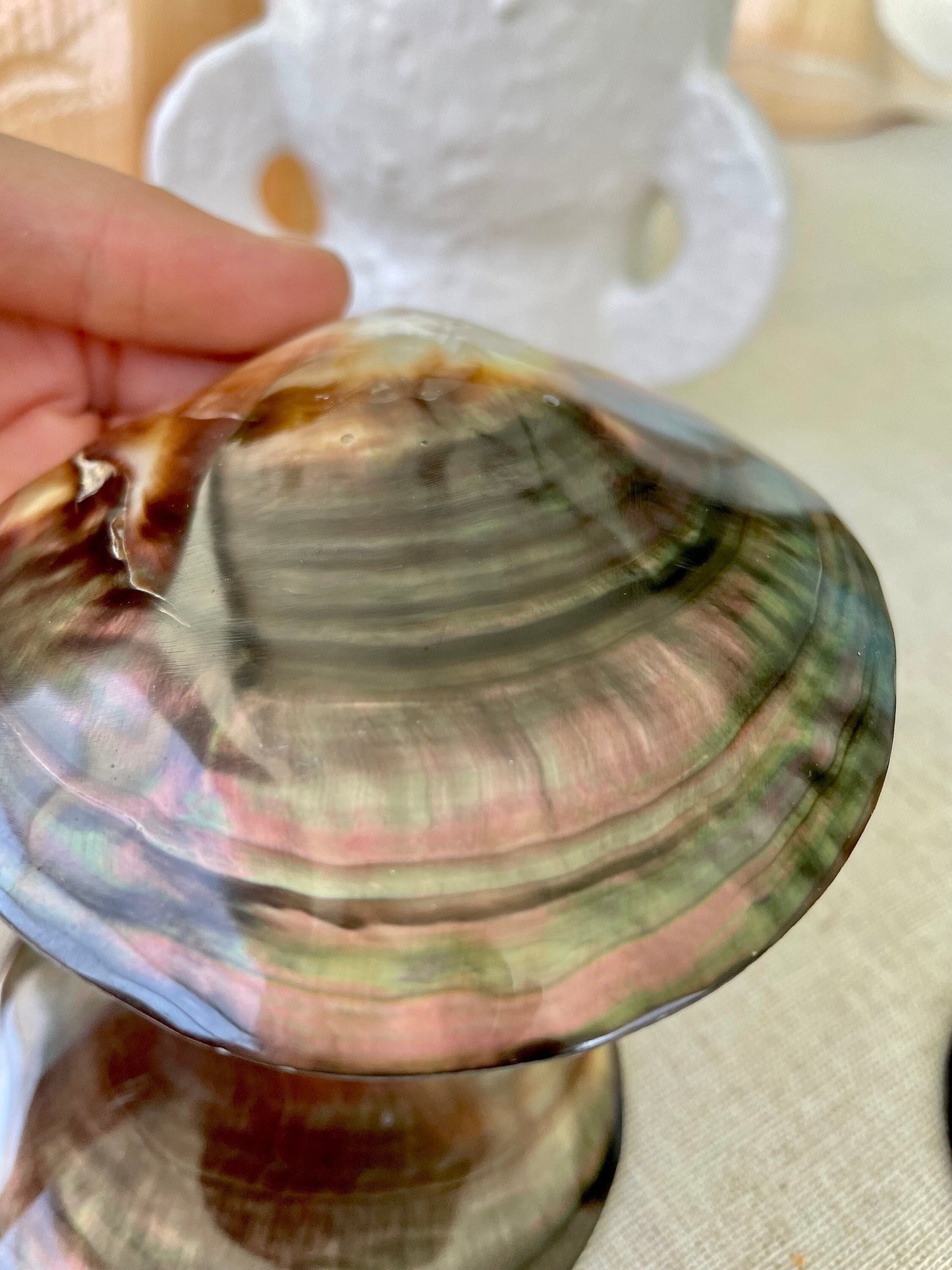 MOTHER OF PEARL Brown Lip Oyster Half Shells *All Sizes* Polished Jewelry Making Supply Craft Seashell