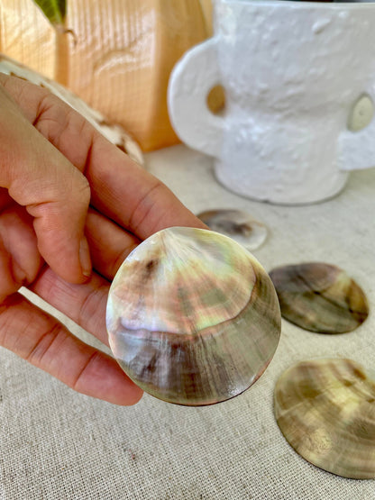 Set of 3 SHINY Brown Lip Mother of Pearl Polished Oyster Half 1-1.5" Round Not Drilled Shell Seashell Beach Home Décor Coastal Crafts