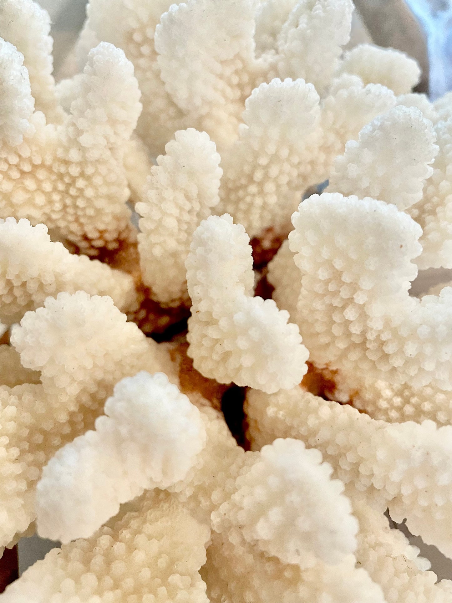 White CLUSTER CORAL *You choose size* 100% Genuine Sea Ocean Reef Aquarium Coastal Beach Décor Nautical Chunky Heavy Natural Gift