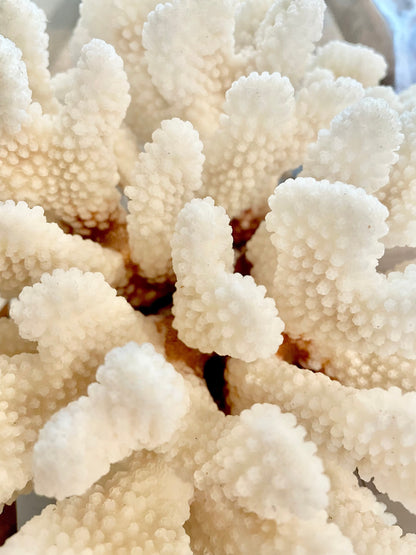 White CLUSTER CORAL *You choose size* 100% Genuine Sea Ocean Reef Aquarium Coastal Beach Décor Nautical Chunky Heavy Natural Gift
