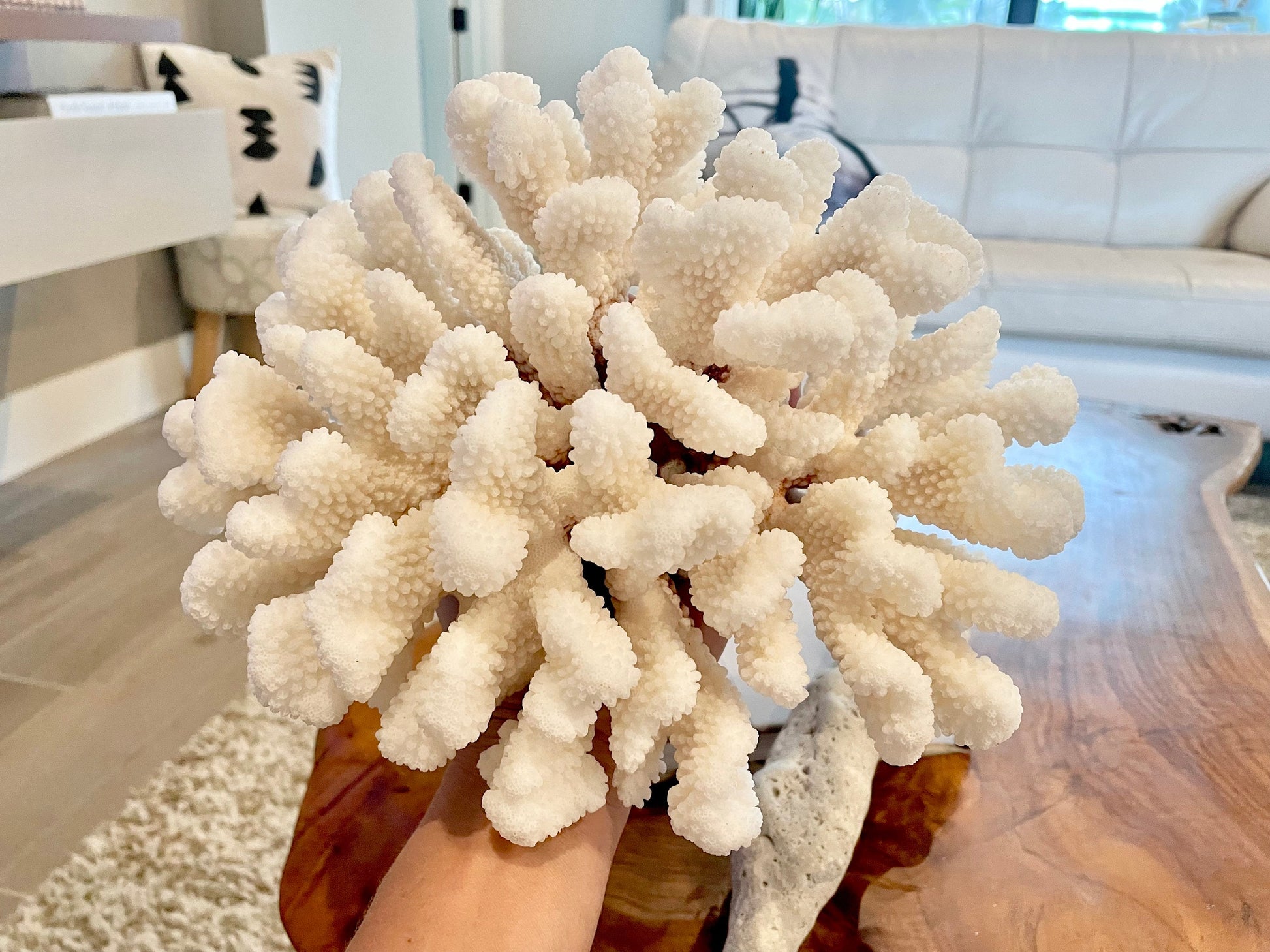 White CLUSTER CORAL *You choose size* 100% Genuine Sea Ocean Reef Aquarium Coastal Beach Décor Nautical Chunky Heavy Natural Gift
