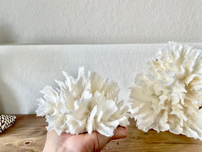 LETTUCE CORAL All Sizes Authentic Natural Real Sea Fossil White Coastal Décor Ocean Beach House Organic Sustainable Nature Art Aquarium