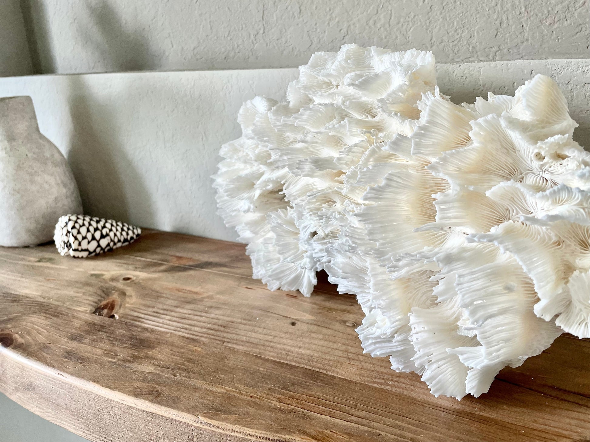 100% Genuine Sea Fossil LETTUCE CORAL Up to 14" Ocean Reef Aquarium Coastal Beach White Natural Décor Nautical Organic Irregular Shapes