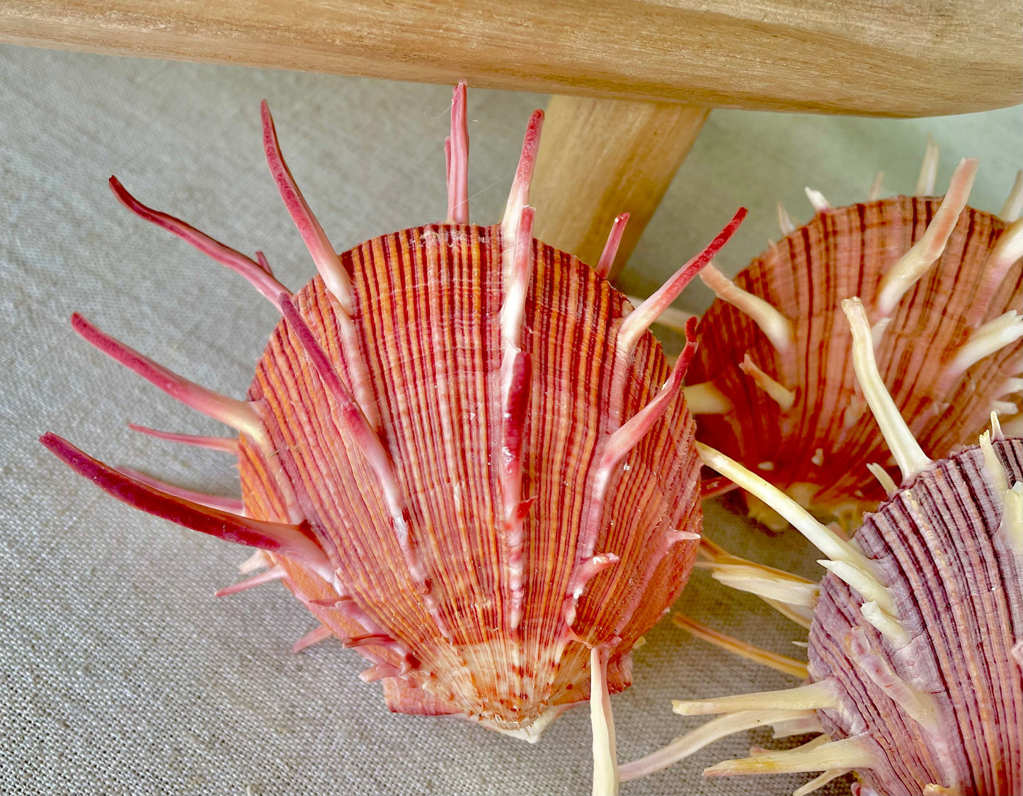 SPINY REGAL OYSTER Pairs *You Choose Size* Pink Orange Unique Display Seashell