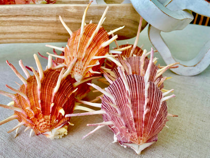 SPINY REGAL OYSTER Pairs *You Choose Size* Pink Orange Unique Display Seashell