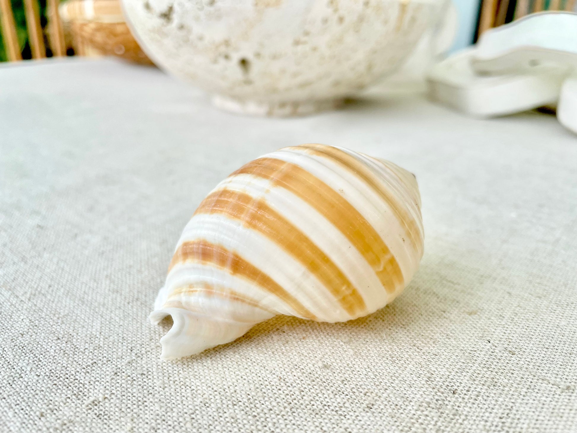 STRIPED TONNA SULOSA Shells 2-4" *Set of 3* Natural Brown White Display Seashells Coastal Beach Home Décor