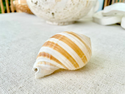 STRIPED TONNA SULOSA Shells 2-4" *Set of 3* Natural Brown White Display Seashells Coastal Beach Home Décor