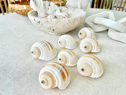 STRIPED TONNA SULOSA Shells 2-4" *Set of 3* Natural Brown White Display Seashells Coastal Beach Home Décor