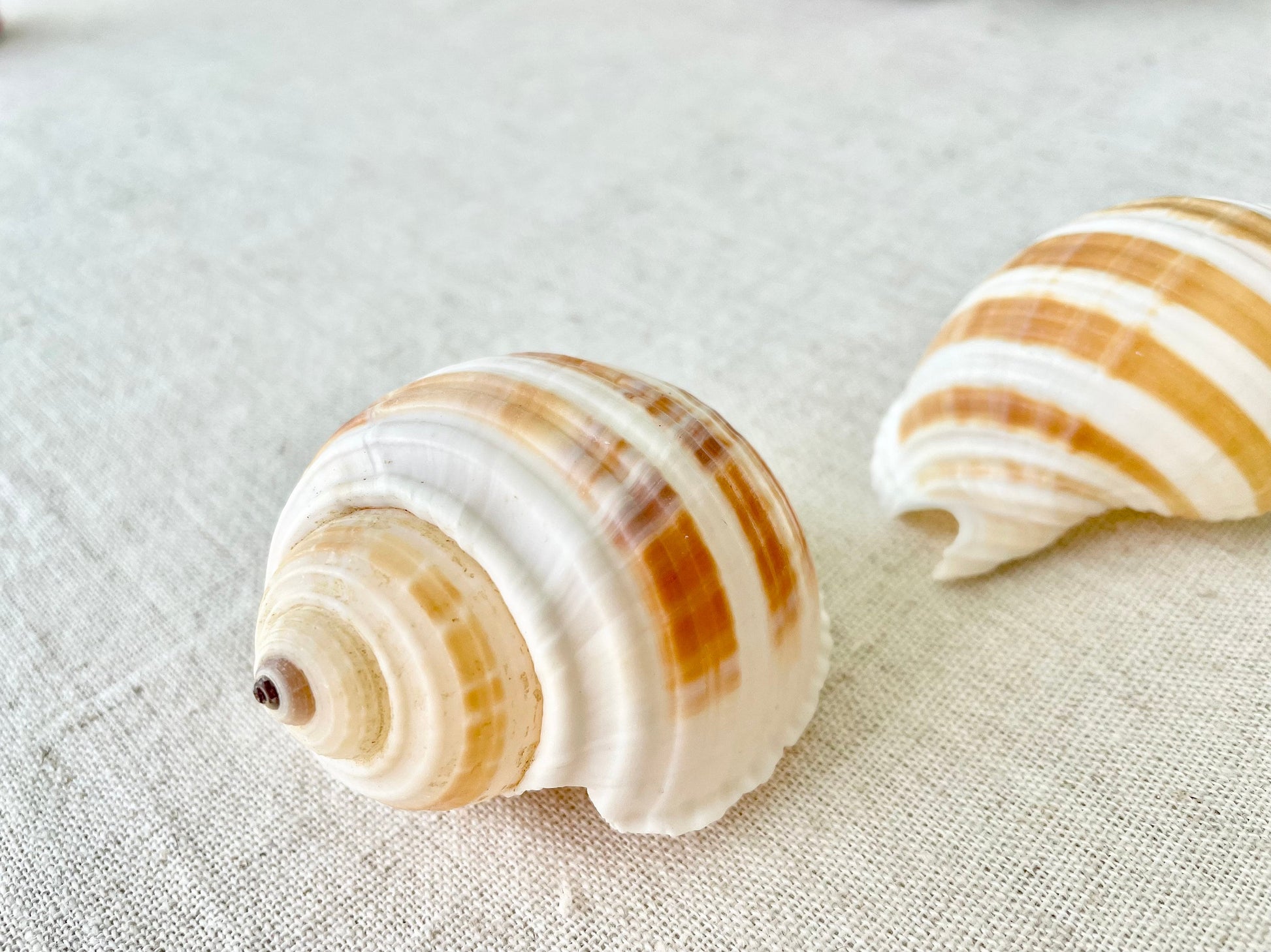 STRIPED TONNA SULOSA Shells 2-4" *Set of 3* Natural Brown White Display Seashells Coastal Beach Home Décor