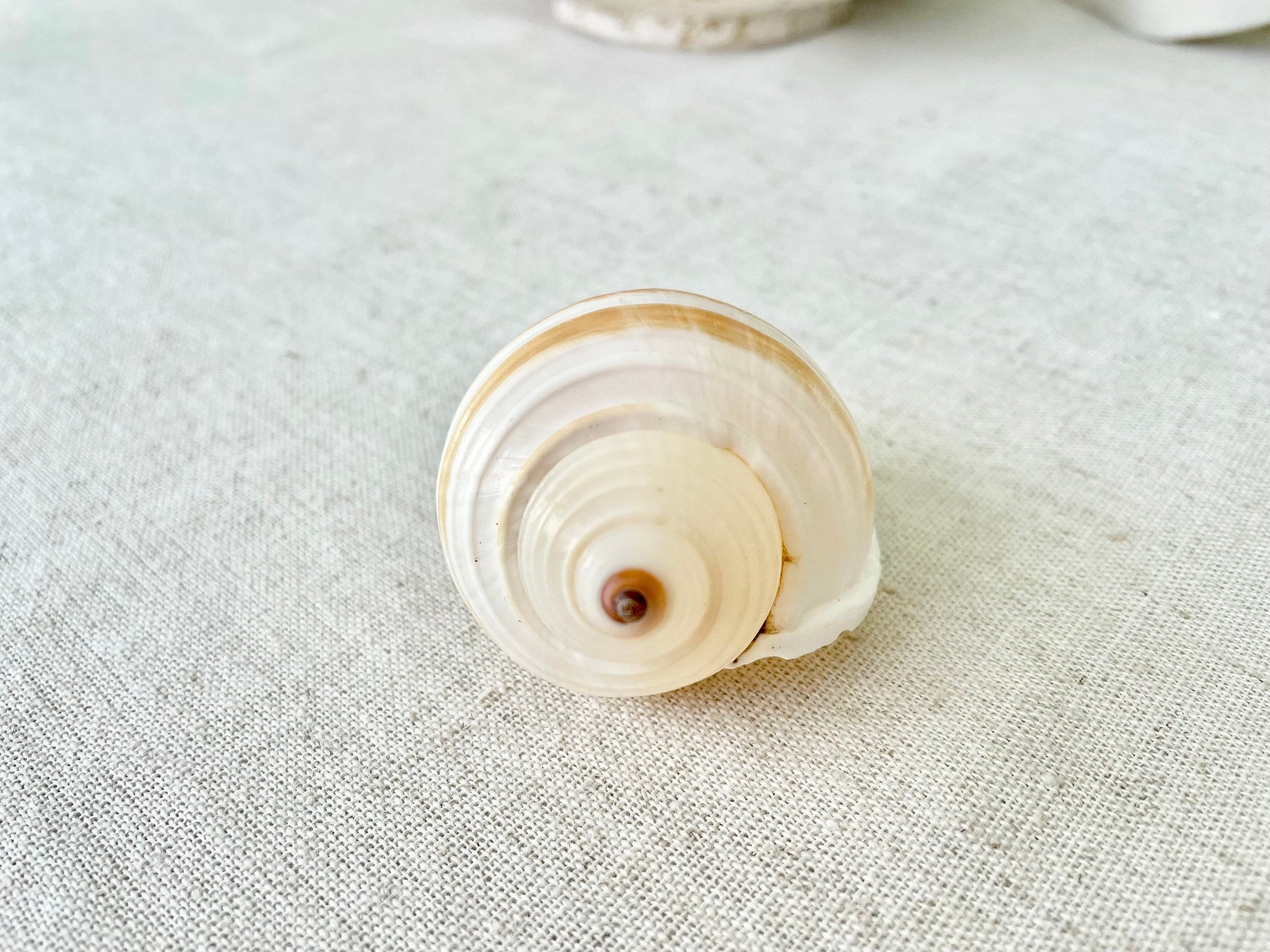 STRIPED TONNA SULOSA Shells 2-4" *Set of 3* Natural Brown White Display Seashells Coastal Beach Home Décor
