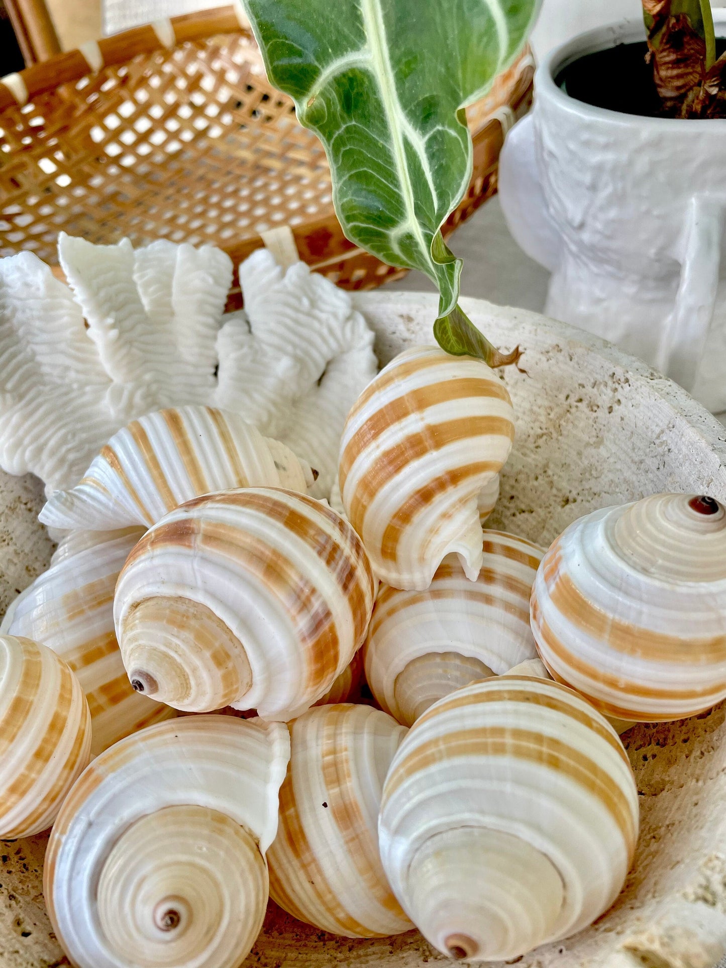 STRIPED TONNA SULOSA Shells 2-4" *Set of 3* Natural Brown White Display Seashells Coastal Beach Home Décor