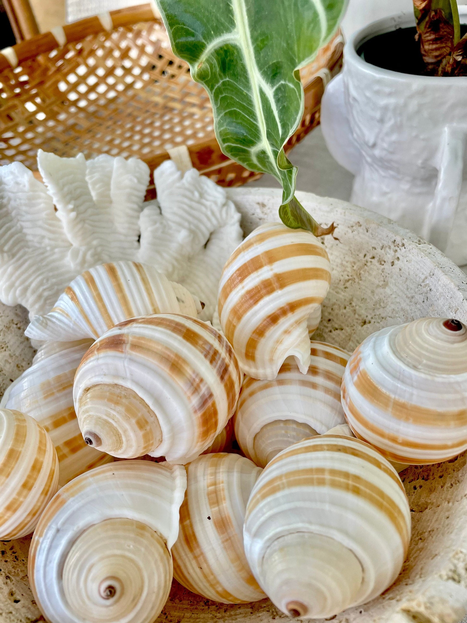 STRIPED TONNA SULOSA Shells 2-4" *Set of 3* Natural Brown White Display Seashells Coastal Beach Home Décor