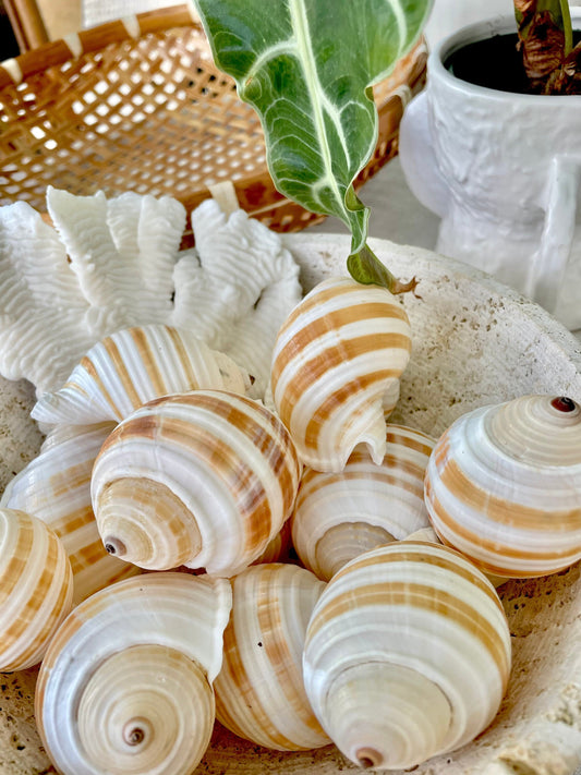 STRIPED TONNA SULOSA Shells 2-4" *Set of 3* Natural Brown White Display Seashells Coastal Beach Home Décor