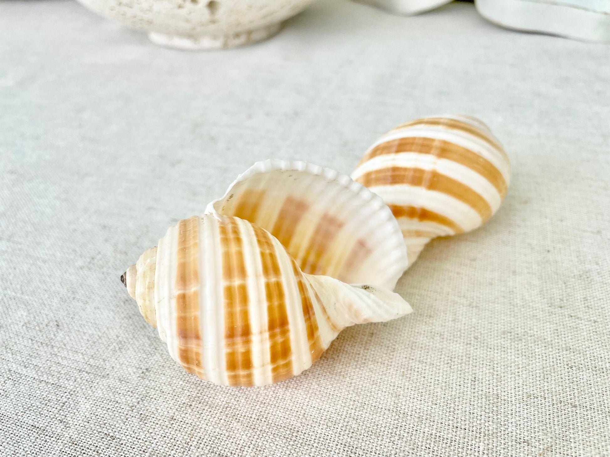 STRIPED TONNA SULOSA Shells 2-4" *Set of 3* Natural Brown White Display Seashells Coastal Beach Home Décor