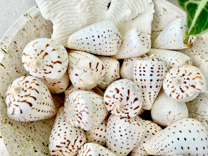 BETULINE CONE SHELLS 2-3" *You Choose Quantity* White Brown Spots Natural Craft Display Seashells Betulinus f. Tabulata