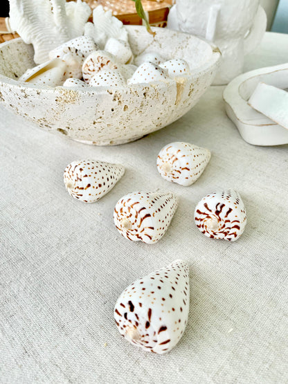 Betuline Cone Seashell: White Shell with Brown Spots, Nautical Decor (2-3")