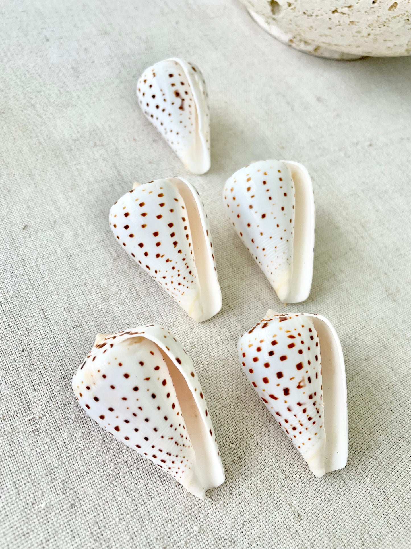 BETULINE CONE SHELLS 2-3" *You Choose Quantity* White Brown Spots Natural Craft Display Seashells Betulinus f. Tabulata