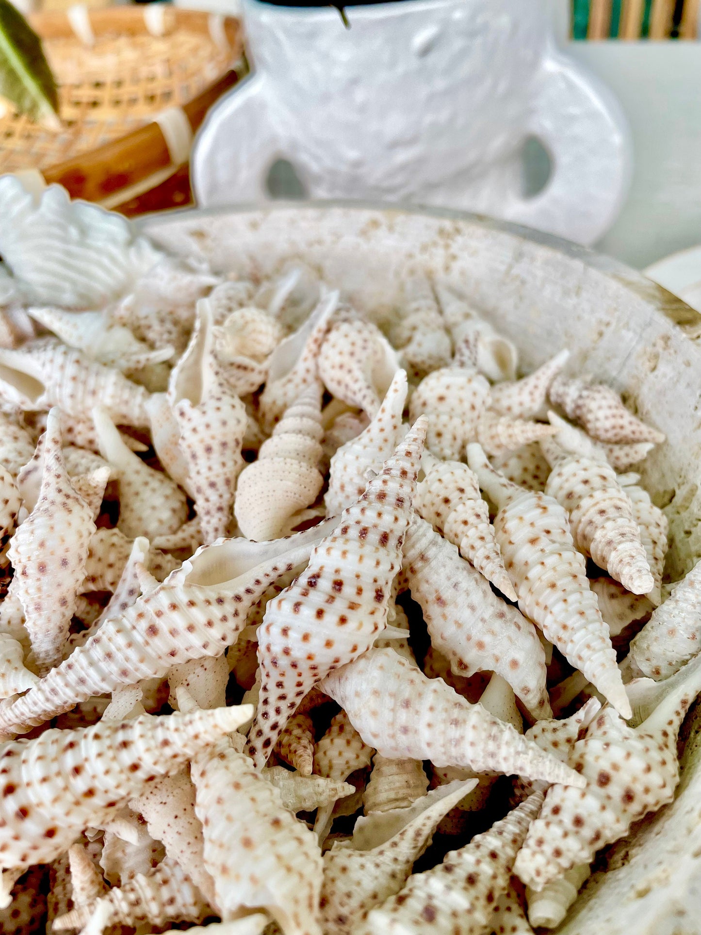 TURRIS BABYLONIA SHELLS 1.25-2.25" Long *You Choose Quantity* White Brown Spots Small Craft Shells