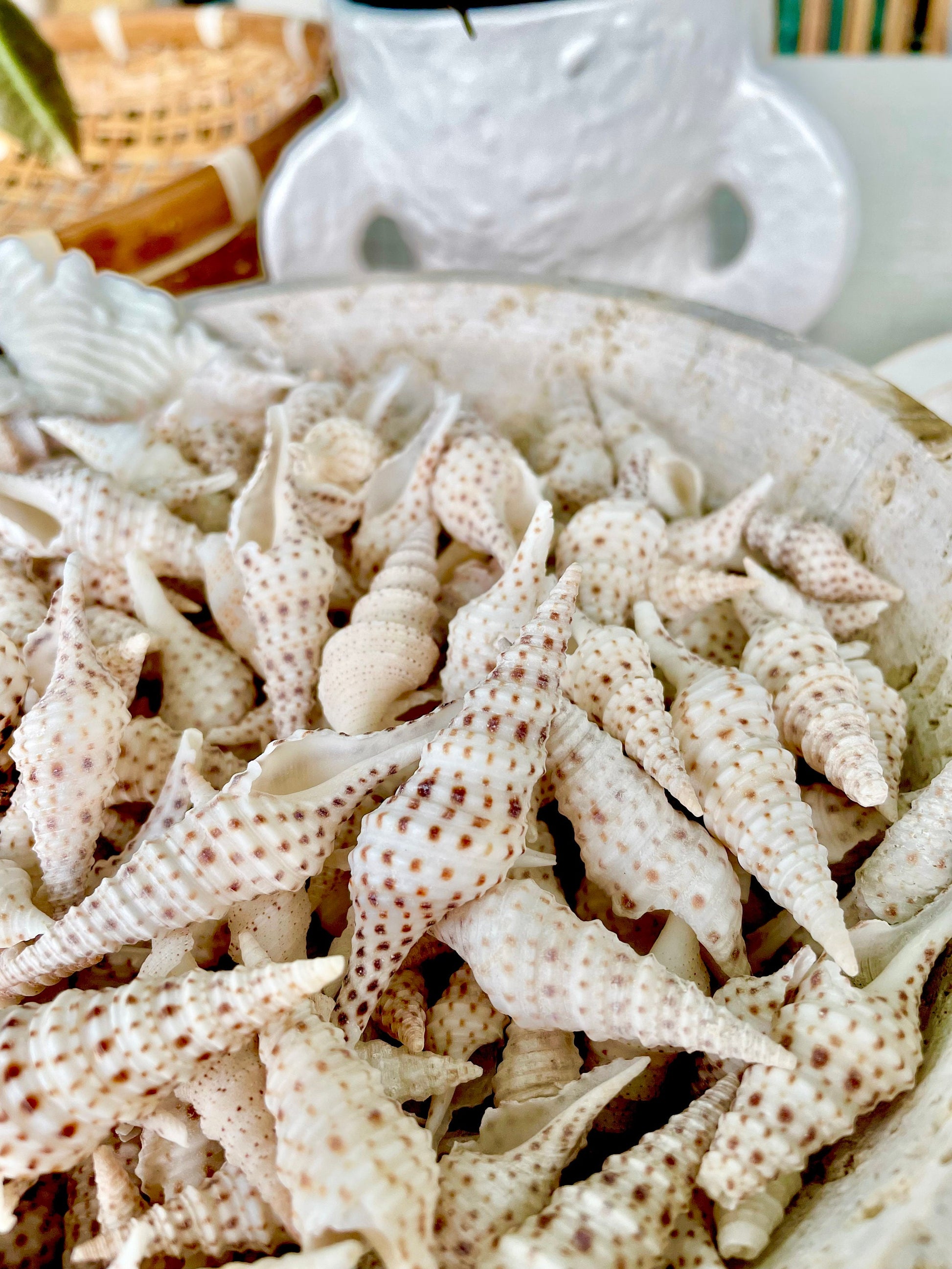 TURRIS BABYLONIA SHELLS 1.25-2.25" Long *You Choose Quantity* White Brown Spots Small Craft Shells