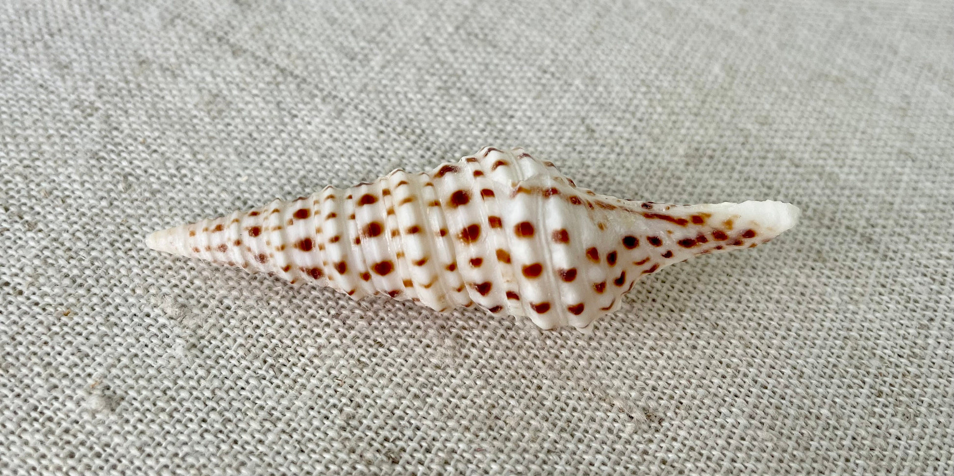 TURRIS BABYLONIA SHELLS 1.25-2.25" *You Choose Quantity* Natural White Brown Spots Small Craft Shells Coastal Beach Décor