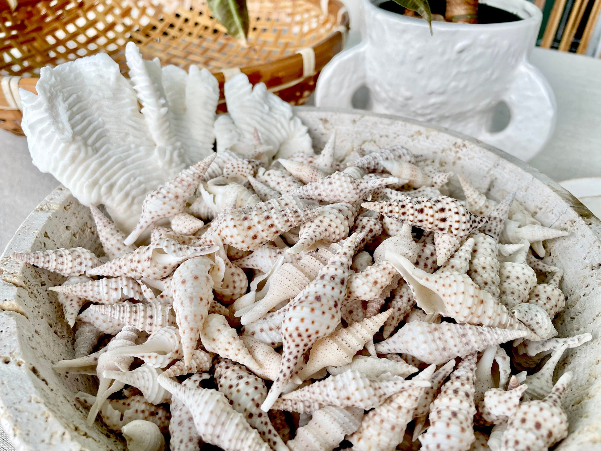 TURRIS BABYLONIA SHELLS 1.25-2.25" *You Choose Quantity* Natural White Brown Spots Small Craft Shells Coastal Beach Décor