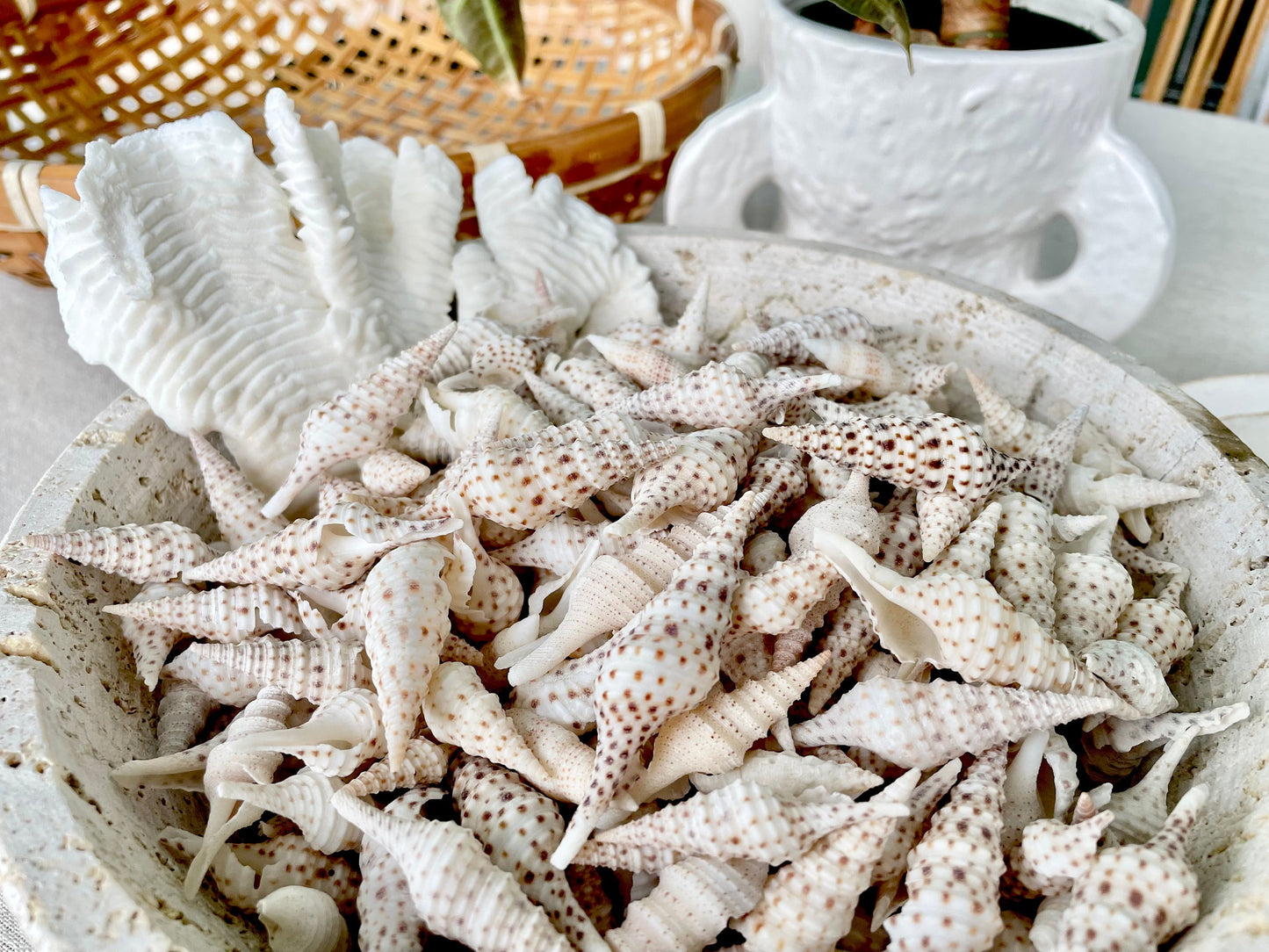 TURRIS BABYLONIA SHELLS 1.25-2.25" Long *You Choose Quantity* White Brown Spots Small Craft Shells