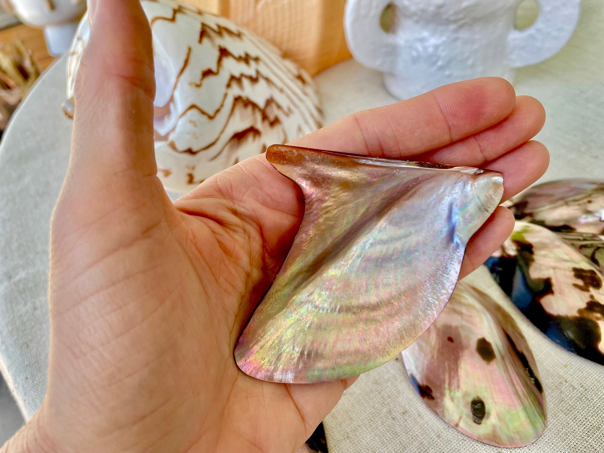 Brown Lip Mother of Pearl Polished Oyster Shell, 4-5" Wing Shaped Craft Seashell