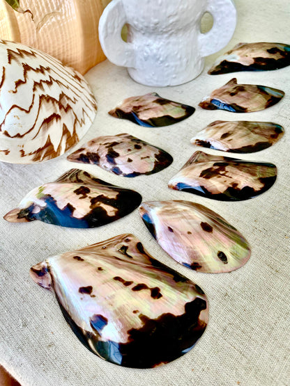 BLACK EDGE MOP Shell 4-5" Brown Lip Mother of Pearl Polished Oyster Half Wing Shaped Seashell Beach Home Décor Coastal Crafts