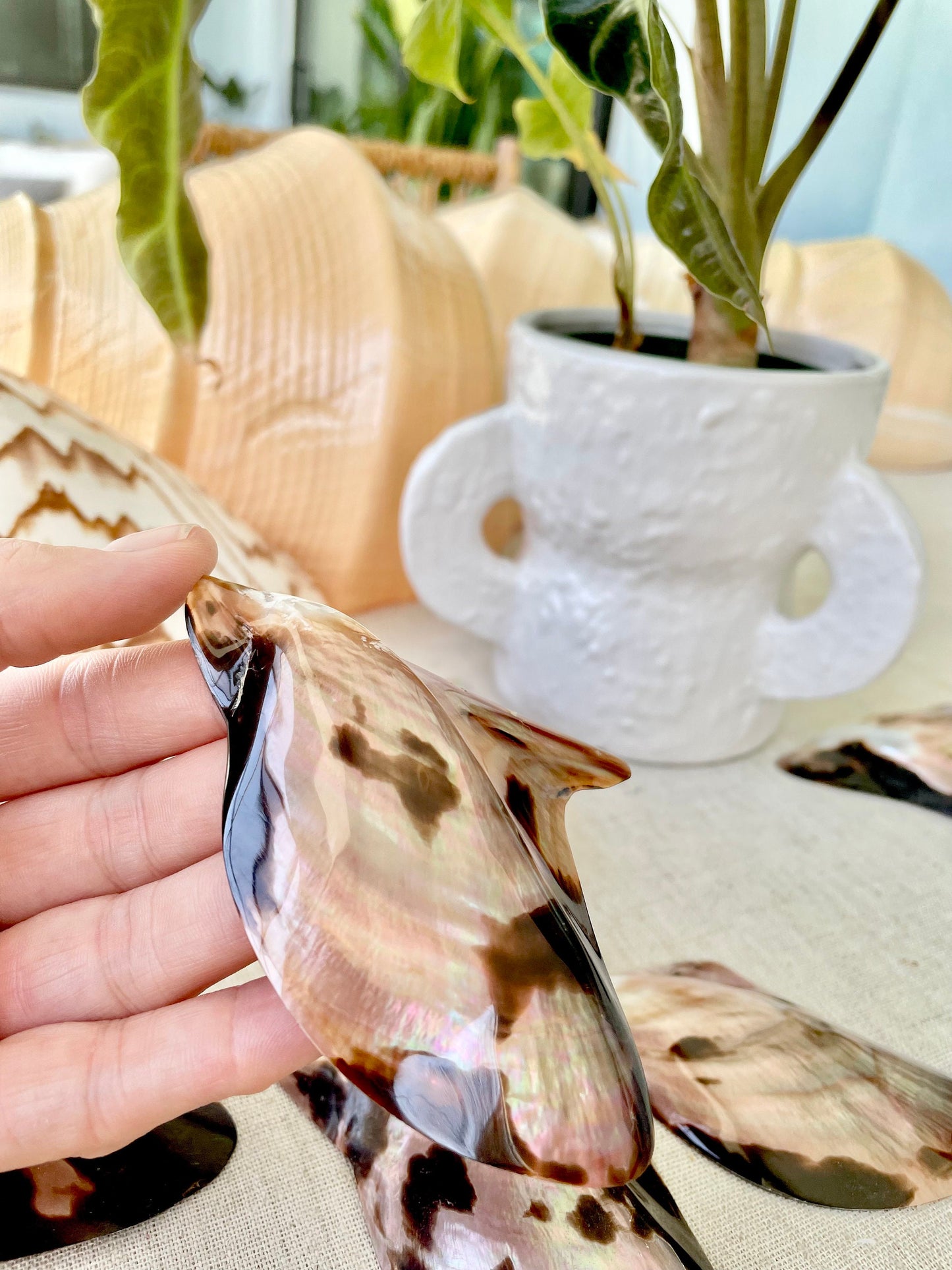 BLACK EDGE MOP Shell 4-5" Brown Lip Mother of Pearl Polished Oyster Half Wing Shaped Seashell Beach Home Décor Coastal Crafts