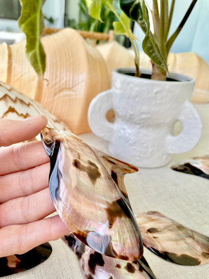 BLACK EDGE MOP Shell 4-5" Brown Lip Mother of Pearl Polished Oyster Half Wing Shaped Seashell Beach Home Décor Coastal Crafts