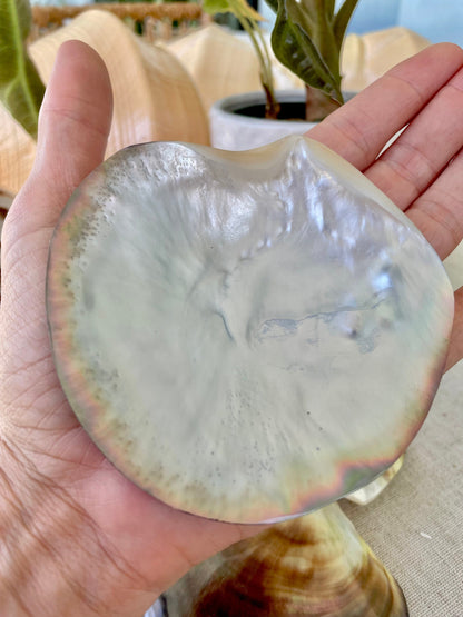 MOTHER OF PEARL Brown Lip Oyster Half Shells *All Sizes* Polished Jewelry Making Supply Craft Seashell