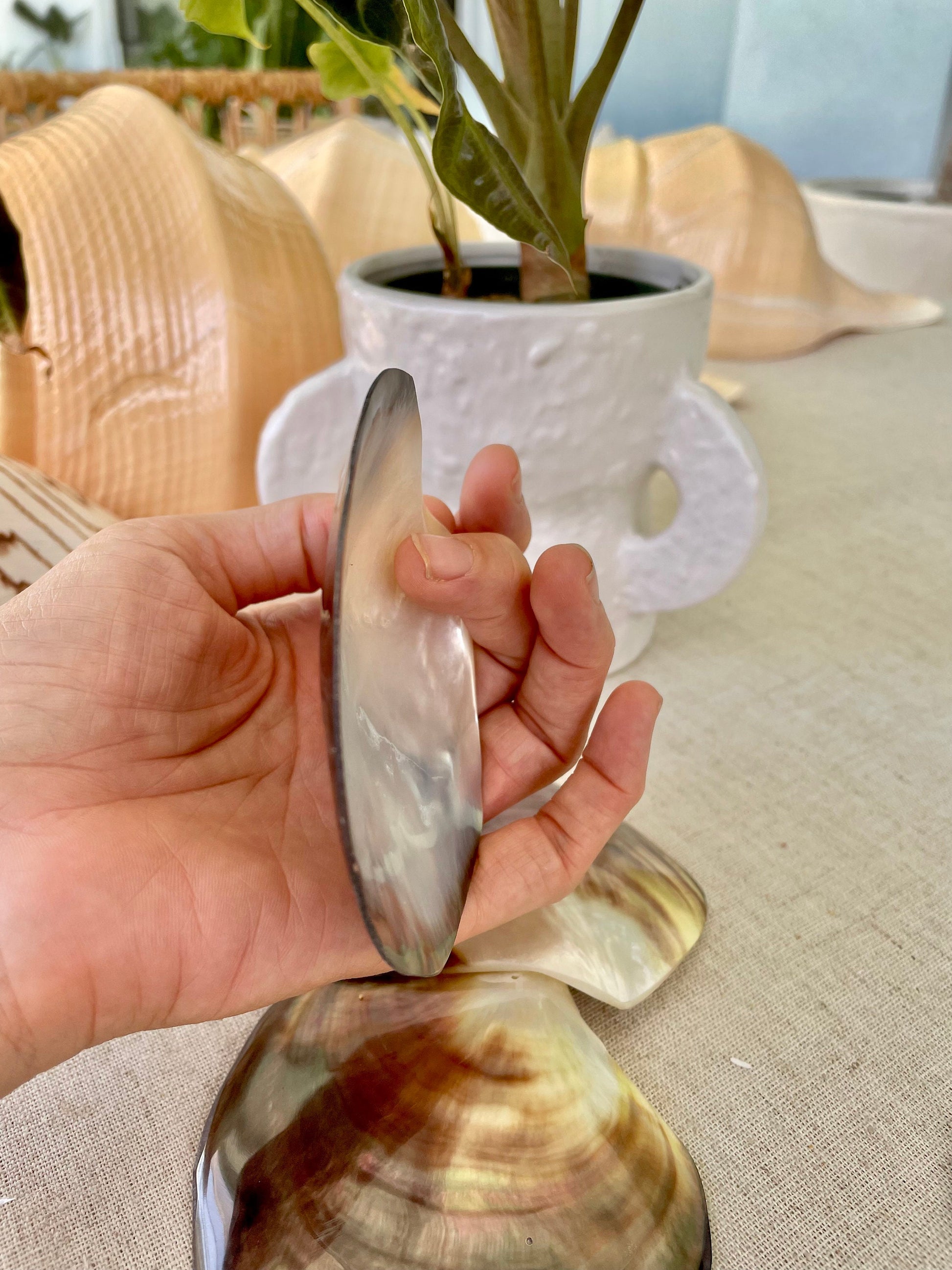 MOTHER OF PEARL Brown Lip Oyster Half Shells *All Sizes* Polished Jewelry Making Supply Craft Seashell