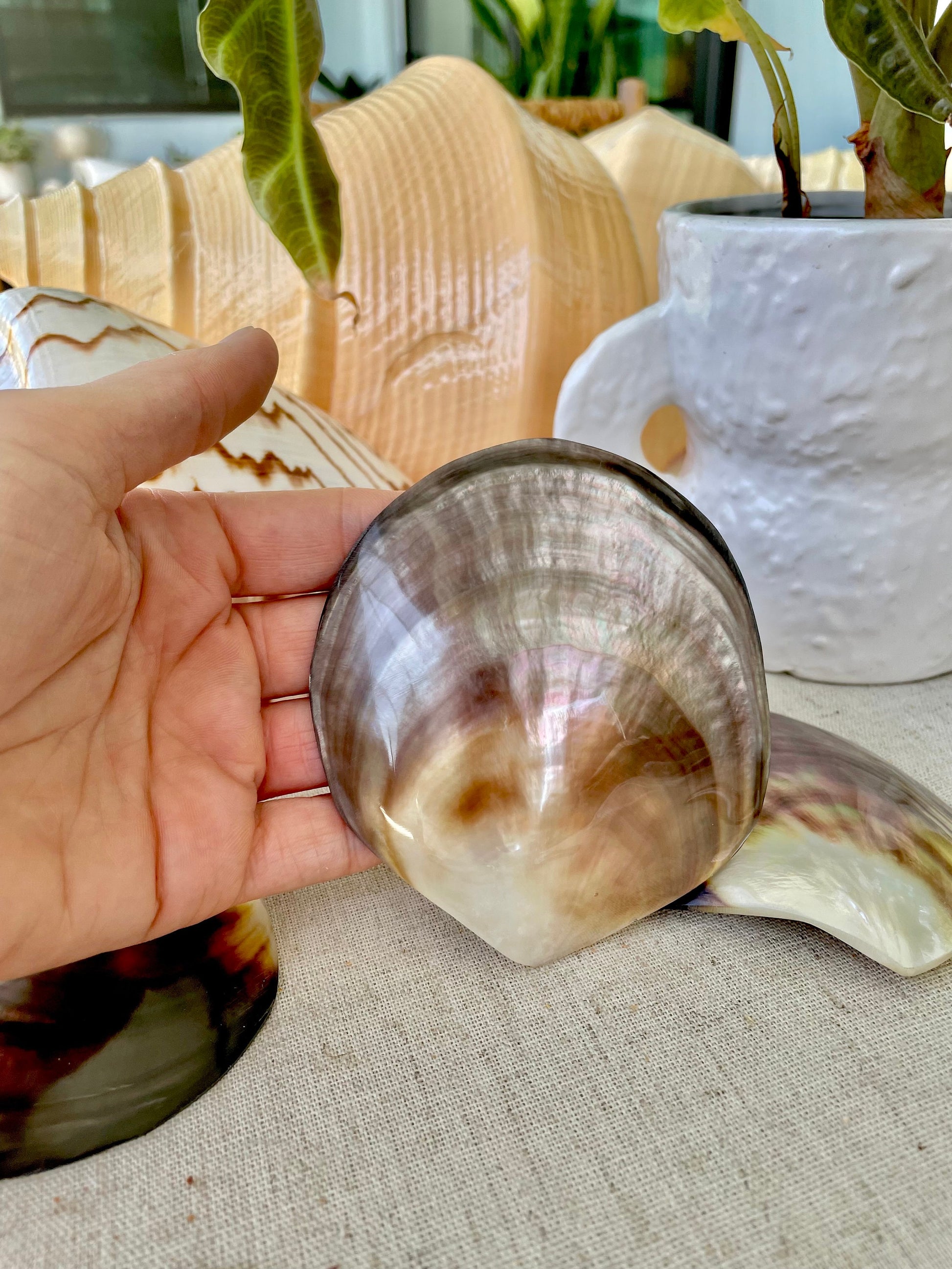 MOTHER OF PEARL Brown Lip Oyster Half Shells *All Sizes* Polished Jewelry Making Supply Craft Seashell