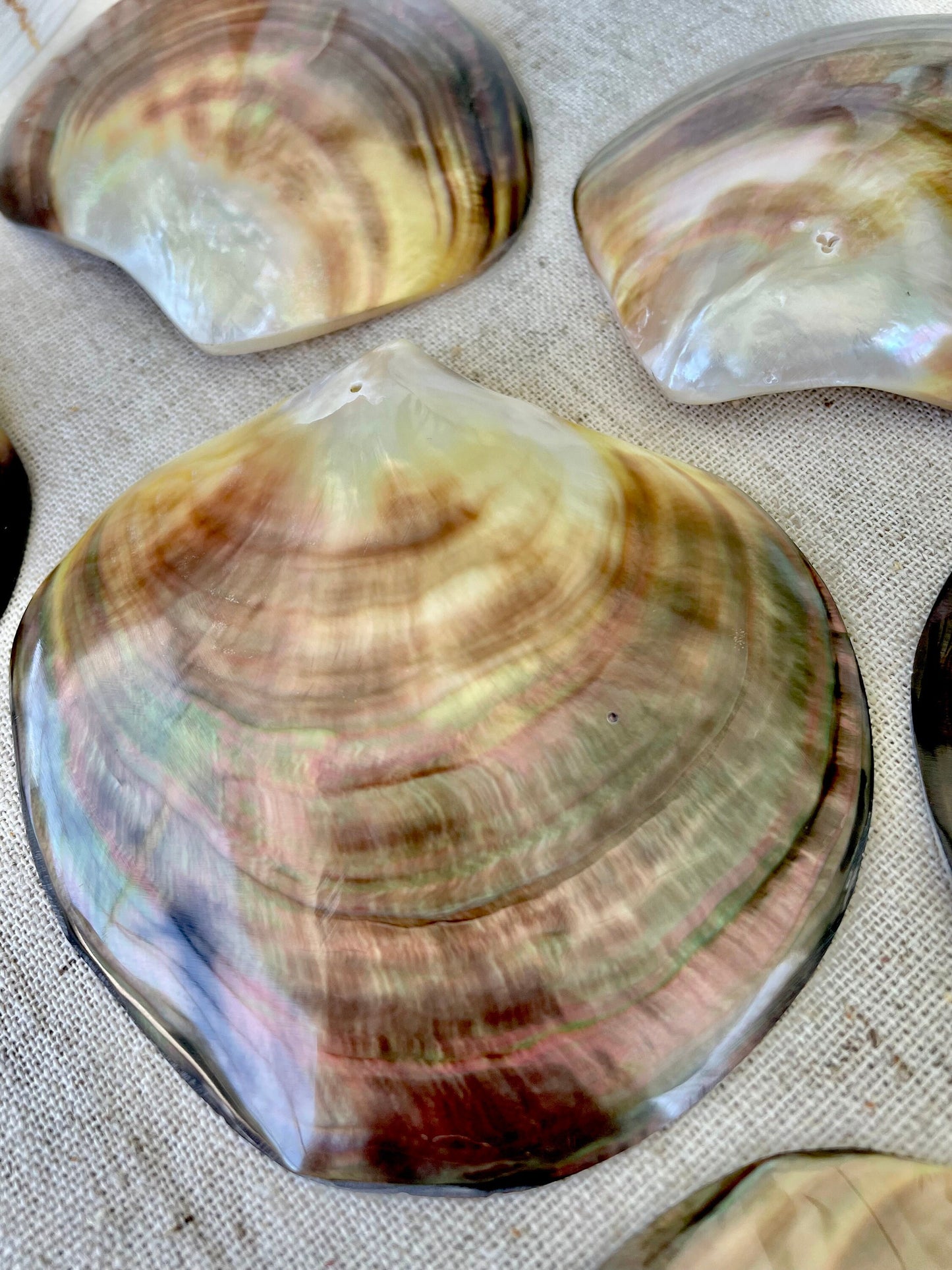 MOTHER OF PEARL Brown Lip Oyster Half Shells *All Sizes* Polished Jewelry Making Supply Craft Seashell
