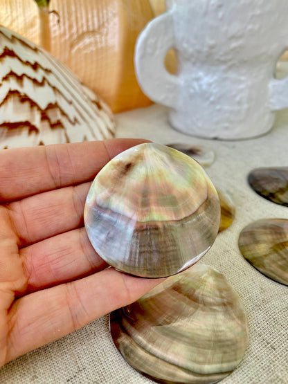 Set of 3 SHINY Brown Lip Mother of Pearl Polished Oyster Half 1-1.5" Round Not Drilled Shell Seashell Beach Home Décor Coastal Crafts
