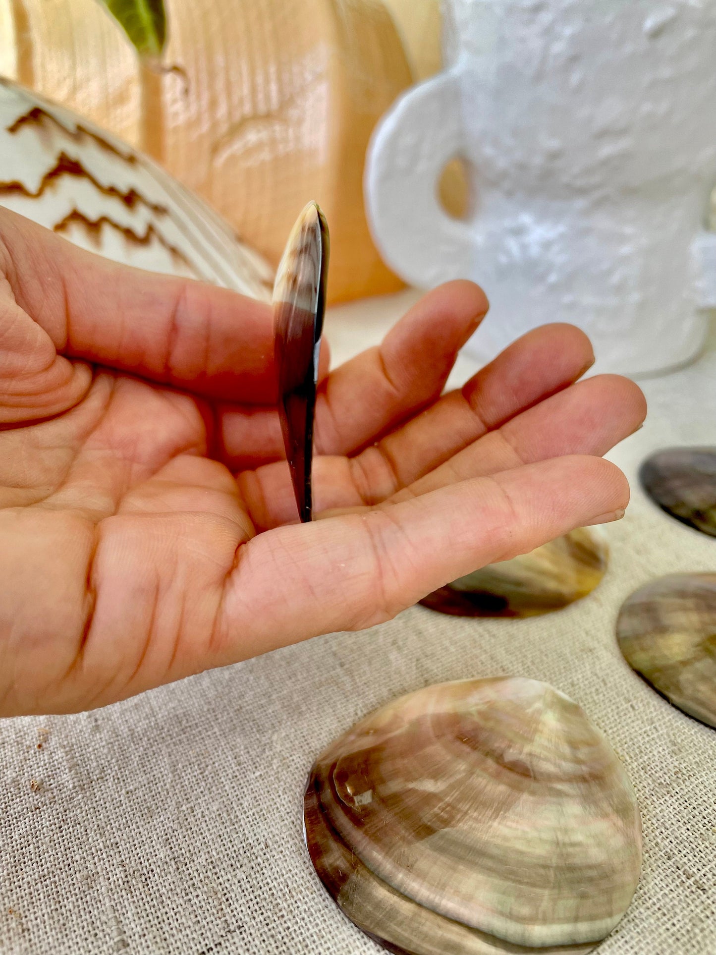 Set of 3 SHINY Brown Lip Mother of Pearl Polished Oyster Half 1-1.5" Round Not Drilled Shell Seashell Beach Home Décor Coastal Crafts