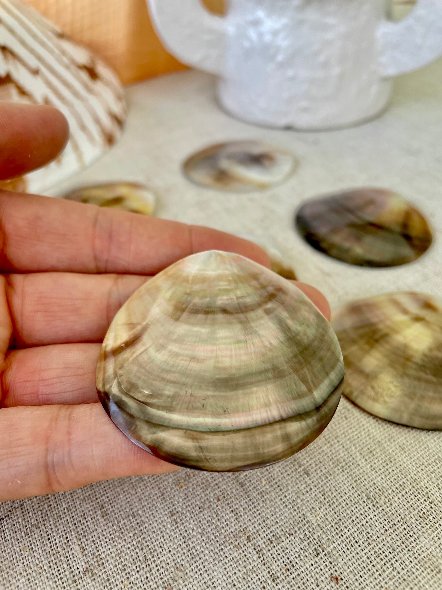 Set of 3 SHINY Brown Lip Mother of Pearl Polished Oyster Half 1-1.5" Round Not Drilled Shell Seashell Beach Home Décor Coastal Crafts