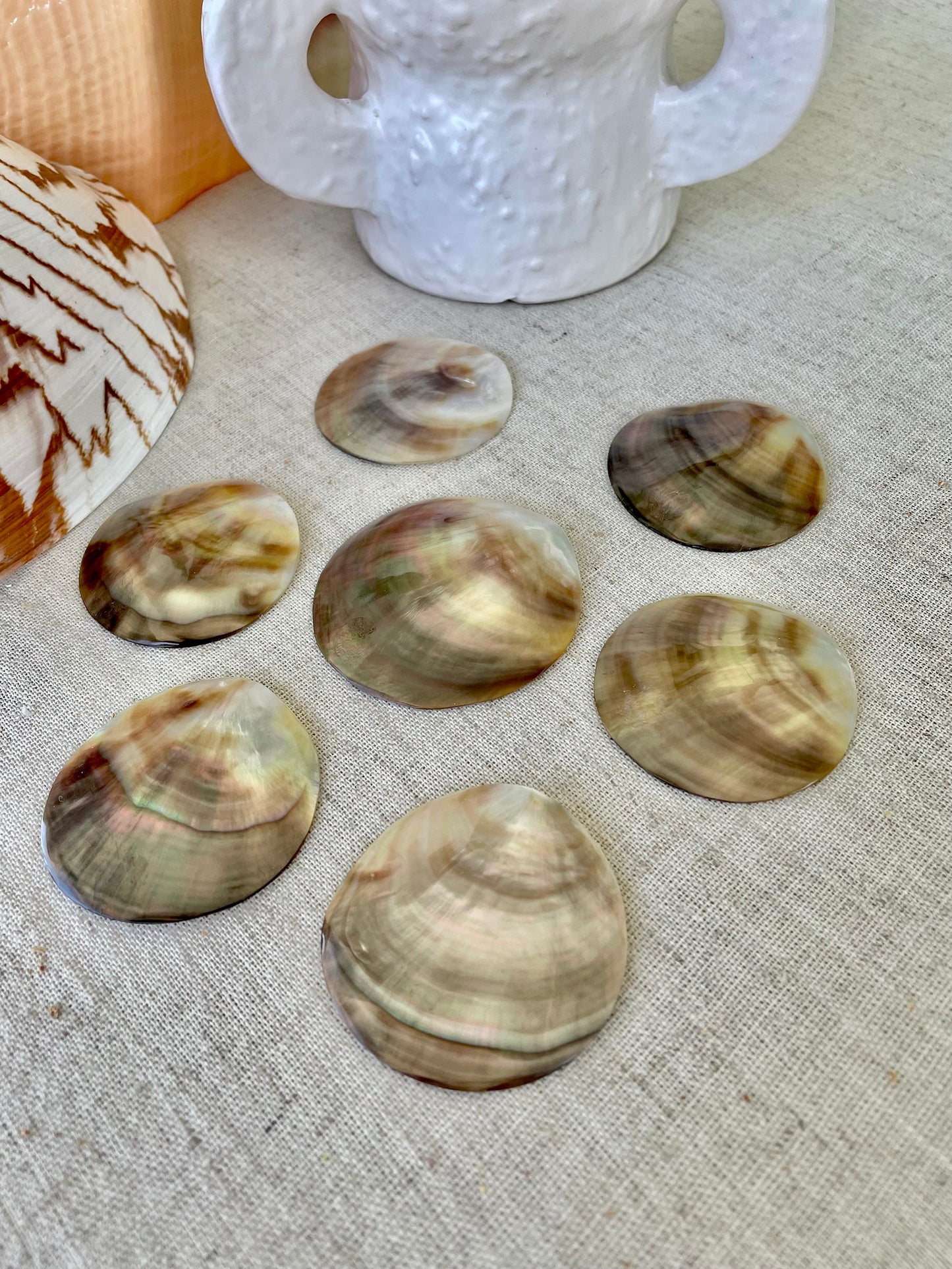 Set of 3 SHINY Brown Lip Mother of Pearl Polished Oyster Half 1-1.5" Round Not Drilled Shell Seashell Beach Home Décor Coastal Crafts