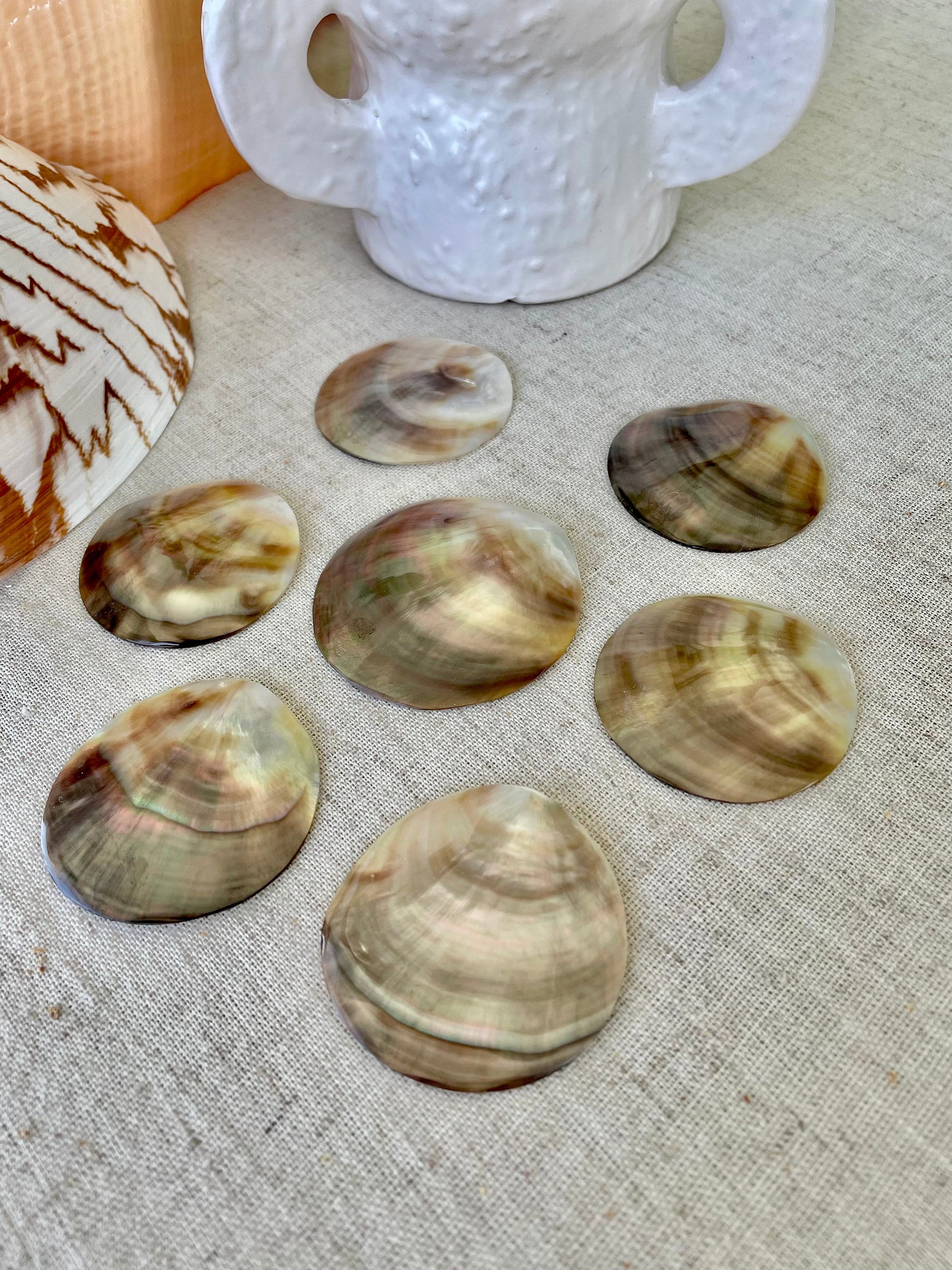 Set of 3 SHINY Brown Lip Mother of Pearl Polished Oyster Half 1-1.5" Round Not Drilled Shell Seashell Beach Home Décor Coastal Crafts