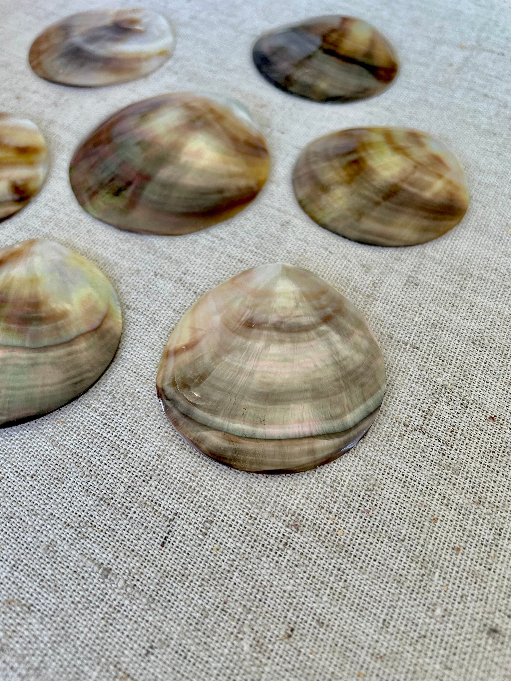 Set of 3 SHINY Brown Lip Mother of Pearl Polished Oyster Half 1-1.5" Round Not Drilled Shell Seashell Beach Home Décor Coastal Crafts