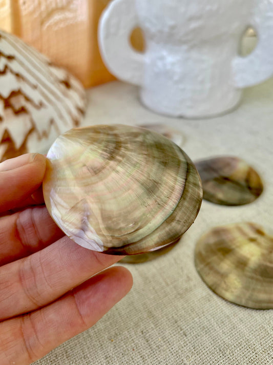 BROWN LIP ROUNDS Shells *Set of 3* Mother of Pearl Polished Oyster Half 1-1.5" Jewelry Craft Seashells