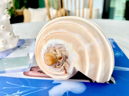 5-6" Voluta Nobilis Glossy Polished Conch Shell Carved Seashell Beach Nautical Décor Display